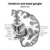 Cross-section Of The Brain Basal Ganglia Original Poster | lupon.gov.ph