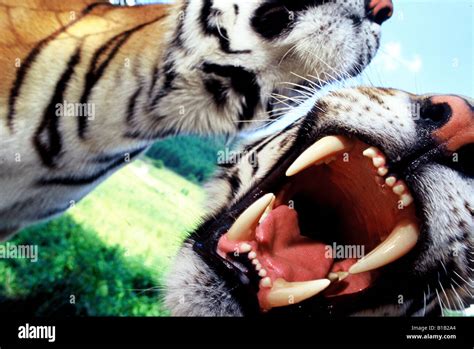 close-up of tiger roaring Stock Photo - Alamy