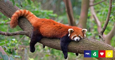 Humans Are Driving Red Pandas To Extinction, Says New Study