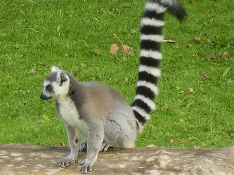 File:Lemur-ring-tailed.JPG - Wikipedia