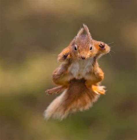 3,000+ Squirrel Jumping Stock Photos, Pictures & Royalty-Free Images ...