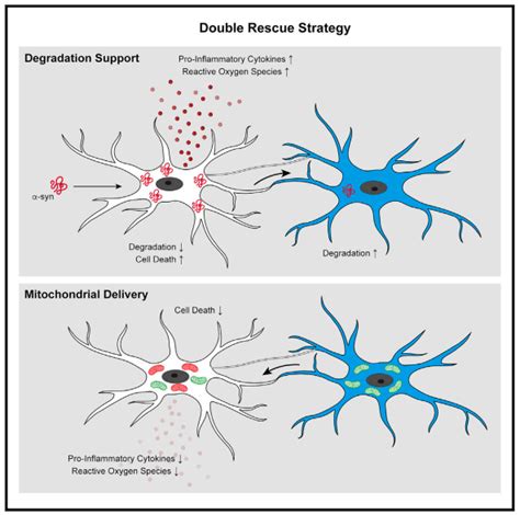 Microglial cells – immune cells of the CNS breaking down harmful ...