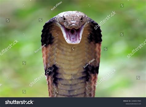 2,029 Cobra Striking Images, Stock Photos & Vectors | Shutterstock