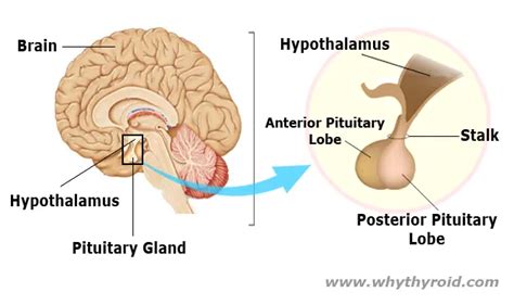 Hypothalamus - Location, Functions, Hormones, Disorders - Why Thyroid