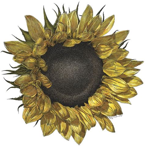 Sunflower Drawing In Color Drawing by William Beauchamp