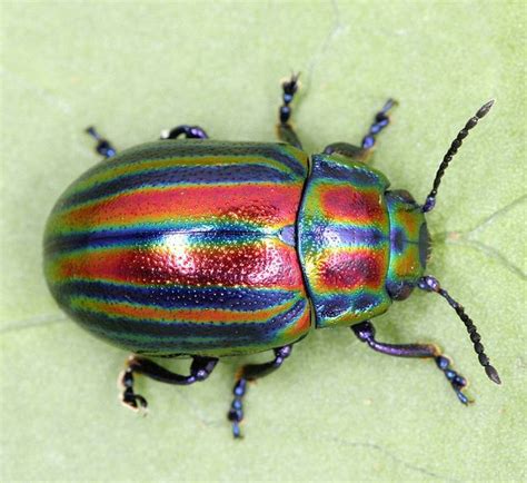 Rainbow Leaf Beetle … | Leaf beetle, Beautiful bugs, Bugs and insects