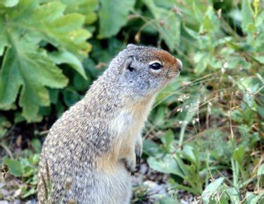 How to Identify Ground Squirrel Burrows | ehow