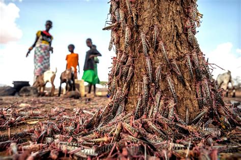 Eruptions, locusts, storms and Ebola: Mother Nature shows her fury