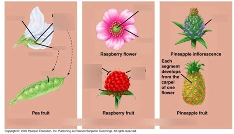 Fruit diagram 2 Diagram | Quizlet