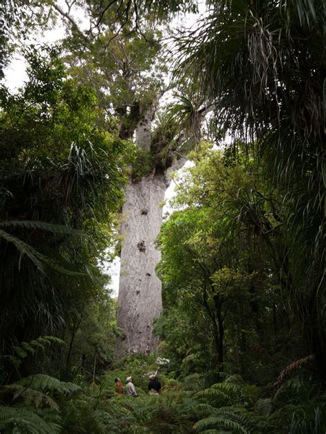 Tane Mahuta, New Zealand