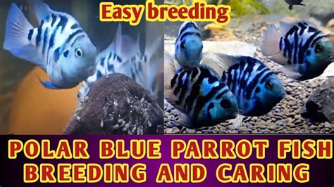 Polar blue breeding and caring || Polar blue parrot cichlid breeding ...