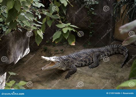 Cuban crocodile stock photo. Image of scary, open, wildlife - 218516686