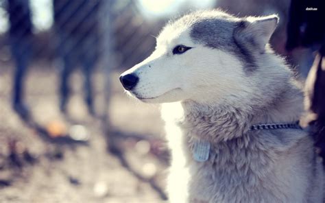 White Husky Wallpapers - Wallpaper Cave