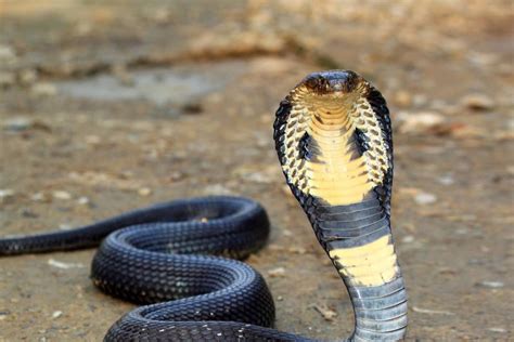 Facts about the King Cobra: Habitat, Venom, Hunting, Diet