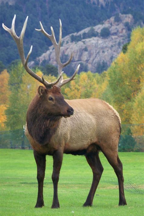 106 best Estes Park Wildlife images on Pinterest | Elk, Estes park ...