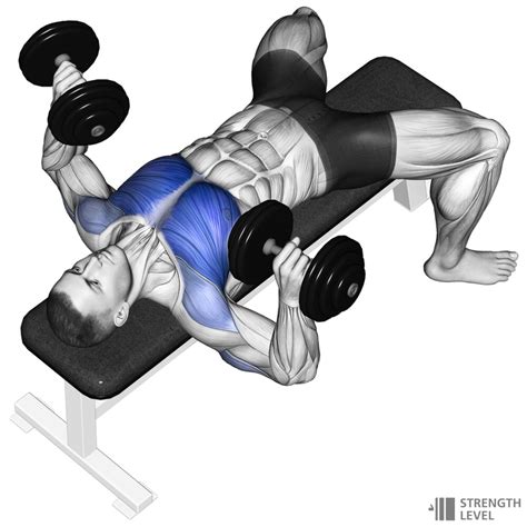 Dumbbell Bench Press Standards for Men and Women (lb) - Strength Level