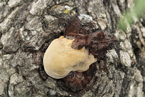 White Fungi Growing On Tree Free Stock Photo - Public Domain Pictures