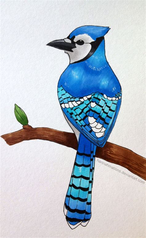 Blue Jay Bird Drawing at GetDrawings | Free download