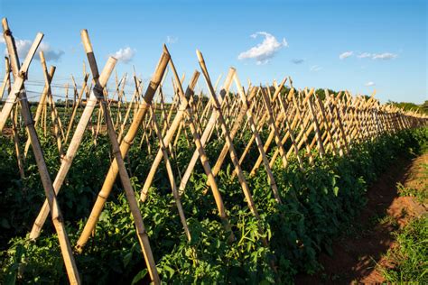 The Best Tomato Stakes For Healthy Tomato Plants - Minneopa Orchards