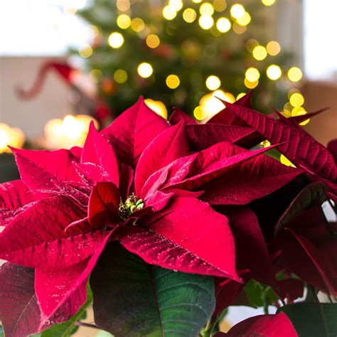 NATIONAL POINSETTIA DAY - December 12, 2022 - National Today