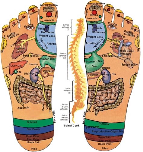 How To Massage Foot Reflexology Pressure Points For Pain Relief