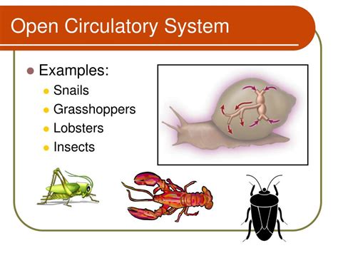 PPT - Open vs. Closed Circulatory System PowerPoint Presentation, free ...