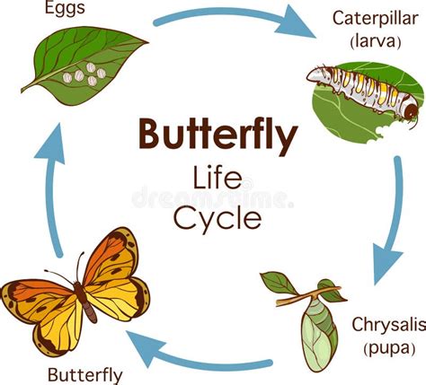 Butterfly Life Cycle Stock Illustrations – 2,093 Butterfly Life Cycle ...