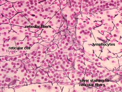 Loose Connective Tissue Reticular