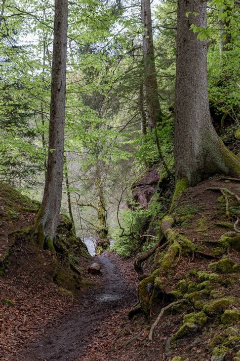 Hiking in the Black Forest, Germany: The Wutach Gorge | Black forest ...