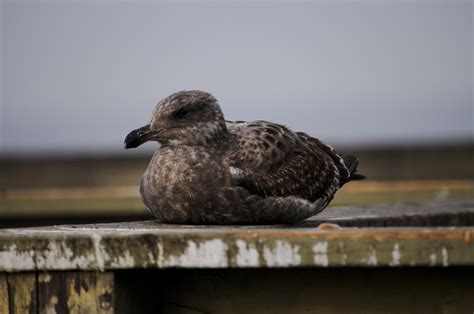 Young Seagull Sitting Free Stock Photo - Public Domain Pictures