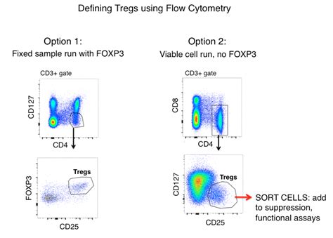 How To Differentiate T-Regulatory Cells (Tregs) By Flow Cytometry ...