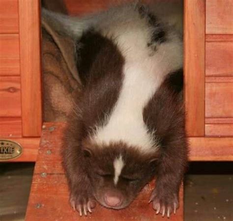 Sleepy Skunk | Cute animals, Animals, Sleepy