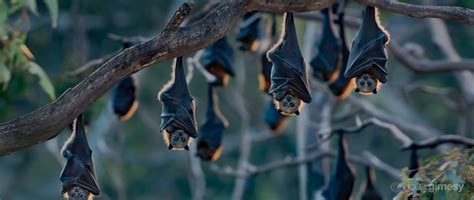 Flying-foxes – Bat Conservation and Rescue QLD Inc