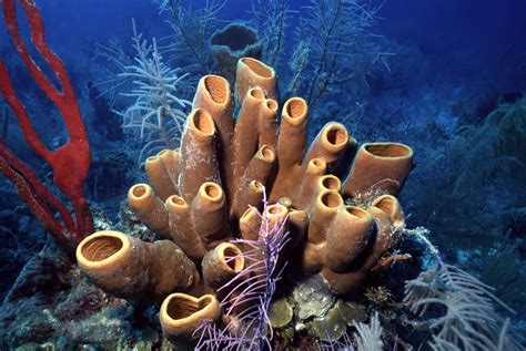 17 Fascinating Facts About Sea Sponges - Underwater360