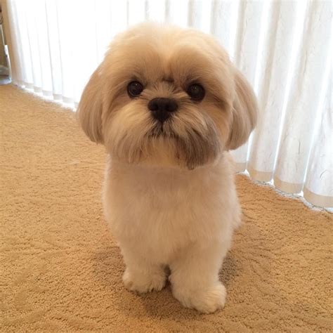 Shih Tzu cute | Recipes for Holly | Pinterest | Dog and Shih tzus