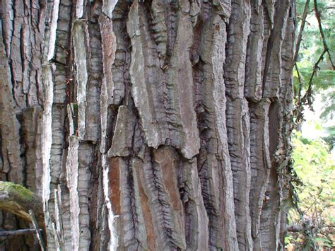 Cottonwood Tree Bark - Texture - ShareCG