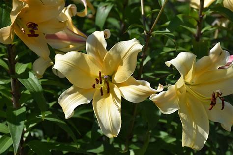 Golden Stargazer Lily (Lilium 'Golden Stargazer') in Orange County, CA ...