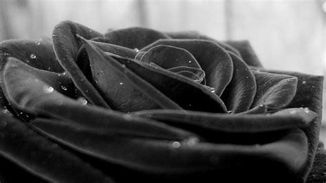 Black Rose Wallpaper HD | PixelsTalk.Net