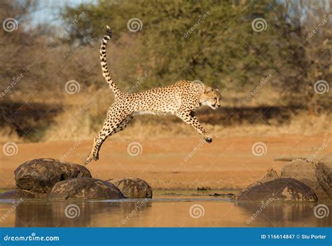 Cheetah Jumping between Two Rocks, Acinonyx Jubatus, South Afr Stock ...