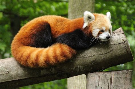 Red Panda - Binder Park Zoo