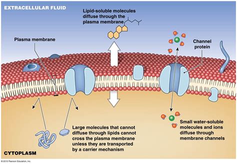 Cell Membrane Diagram Easy