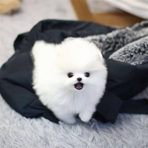 Teacup Pomeranian puppies for sale under $500 Pomeranian Puppy Teacup ...