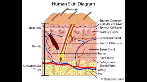 Skin | Definition, Structure And Functions Of Skin