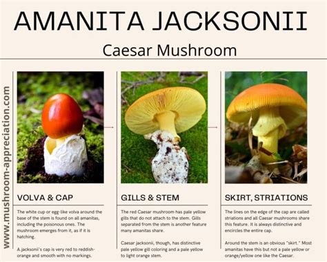 Amanita Caesarea: The Edible Caesar's Mushroom - Mushroom Appreciation