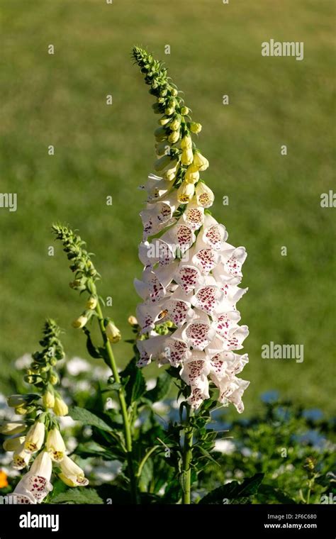 Carnival of Flowers - Toowoomba Stock Photo - Alamy