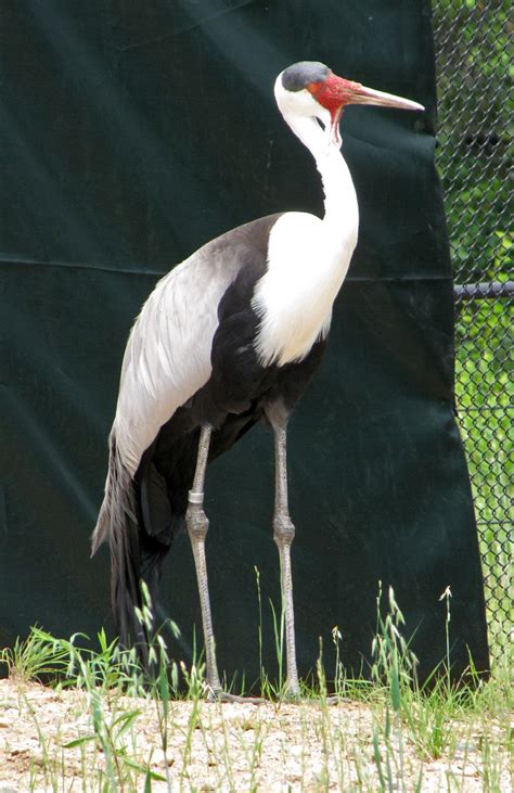 Wattled Crane at the International Crane Foundation, Baraboo, Wisconsin ...