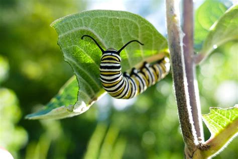 What Does a Monarch Caterpillar Look Like? - Birds and Blooms