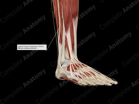 Lateral Sural Cutaneous Nerve | Complete Anatomy