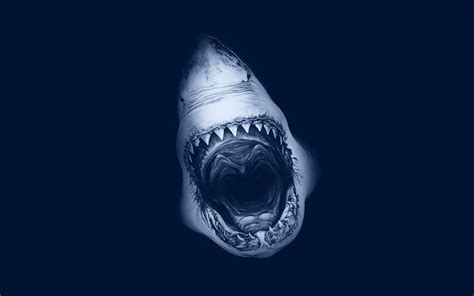 Abstract Shark Wallpapers - Top Free Abstract Shark Backgrounds ...