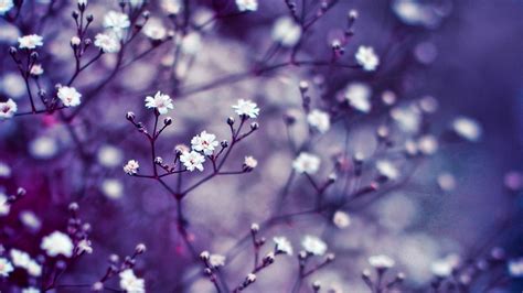 Hd Flowers Wallpaper - WallpaperSafari